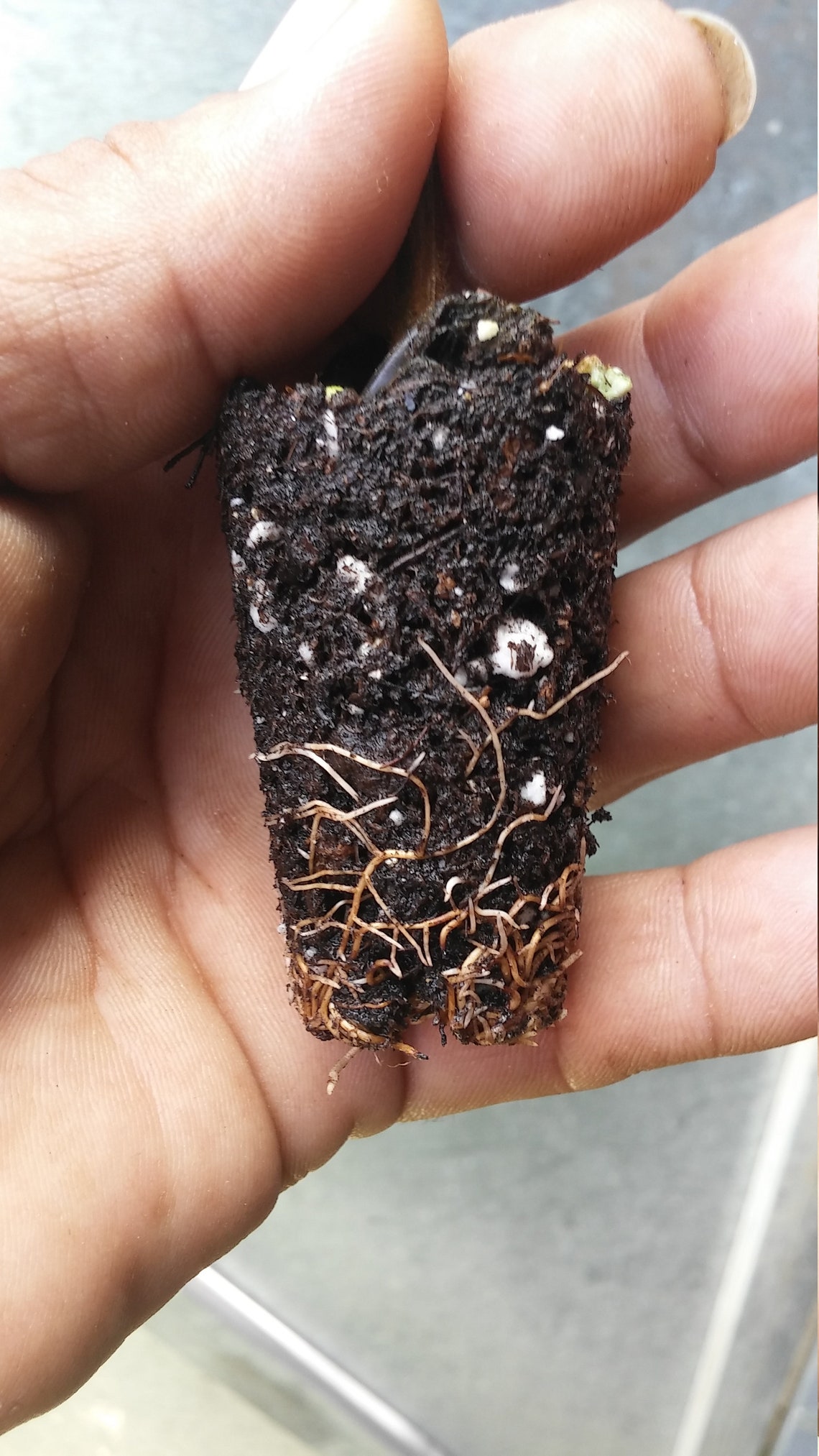 Guama Inga Spectabilis machete Ice Cream Bean Live Plant Etsy