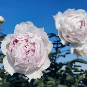 K&ouml;nnte beinhalten: Zwei blassrosa und wei&szlig;e Rosen in voller Bl&uuml;te mit geschichteten, ger&uuml;schten Bl&uuml;tenbl&auml;ttern. Die Blumen sind vor einem klaren, hellblauen Himmel positioniert, mit dunkelgr&uuml;nen Bl&auml;ttern an den Stielen unterhalb der Bl&uuml;ten im unteren Bereich.