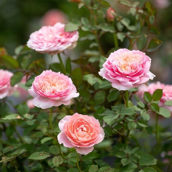 Taoran 天狼月季 桃染 New. Continue Blooming. Fragrance. Cut Rose