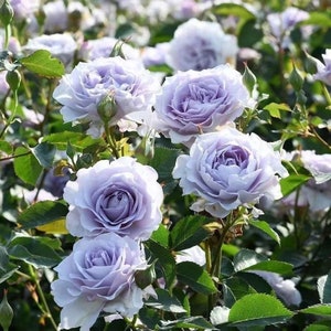 New Chinese Rose. 霁色.strong Fragrance. Heat resistance. Own root. Shrub Rose. Continue Blooming.