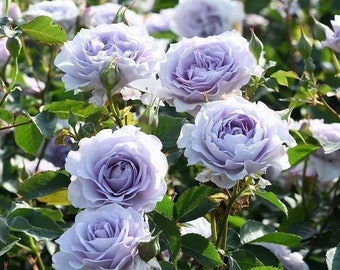 Chinese " Jise " 霁色.strong Fragrance. Heat resistance. Own root. Shrub Rose. Continue Blooming.