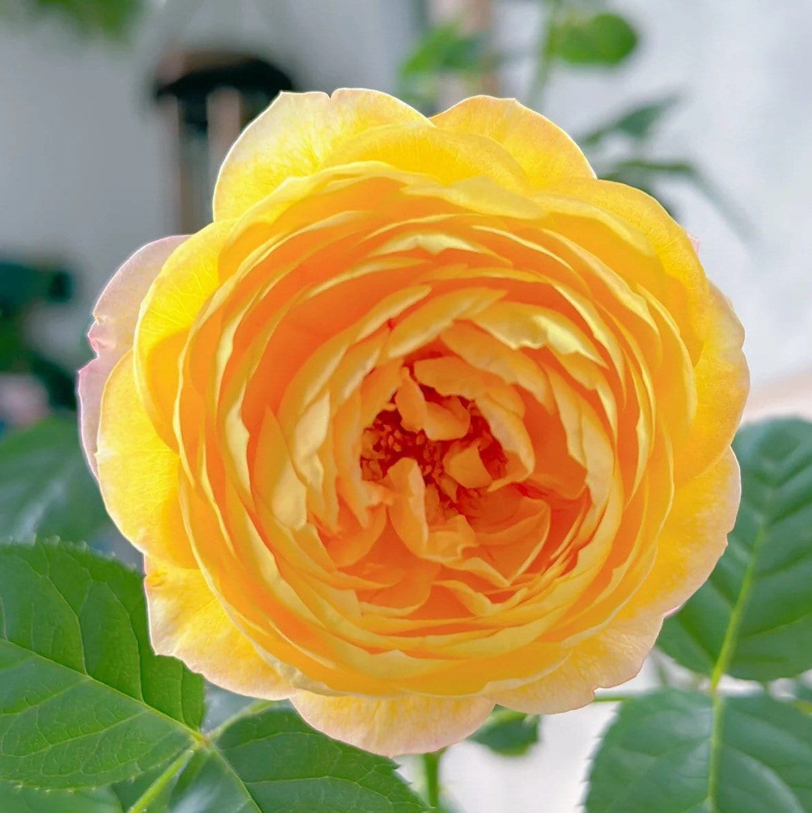 Rosomane Janon. 罗曼尼 詹森. Fragrance. Continue Blooming. France