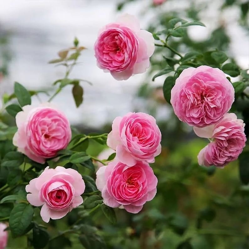 Pu&ograve; includere: Un gruppo di rose rosa in piena fioritura, con petali delicati e un aspetto morbido e romantico. Le rose crescono su un cespuglio verde con un fogliame lussureggiante.
