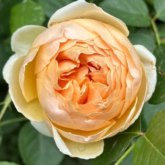 Ausjo English Rose. Own Root. - Etsy