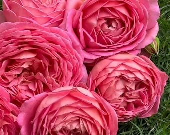 Aushunter. Own root. 6" Healthy plant.