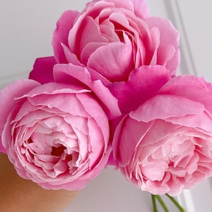 Cathedral Bells. Soeur Emmanuelle. 纽曼姐妹. Strong fragrance. Own root big plant.