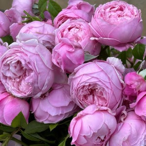 Könnte beinhalten: Ein dichtes Bündel hellrosa Gartenrosen mit zahlreichen, eng beieinander liegenden, gerüschten Blütenblättern. Die Blüten haben ein weiches, geschichtetes Aussehen mit verschiedenen Rosatönen, durchsetzt mit kleinen, dunkelgrünen Blättern.