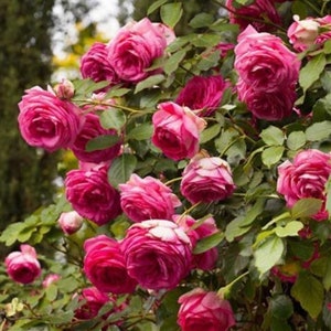 Nachuru Test Rose-英伦节拍｜Japanese Shrub Rose – Ergongzy Roses