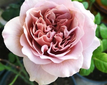 Rare Rose 家书 Jiashu 天狼月季 Continue Blooming. Heat Resistance
