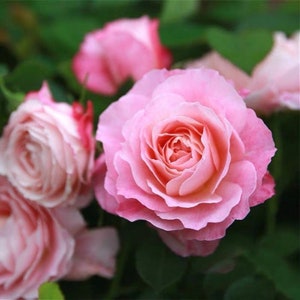 May include: A cluster of pink roses in full bloom. The roses have a delicate, layered appearance with soft, light pink petals.