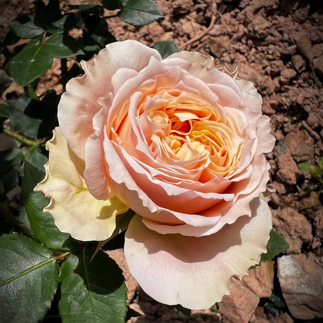 Japanese Rose 