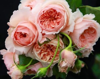 masora. 真宙 Japanese Rose. Heat resistance. Disease resistance. Continue Blooming. Fragrance.