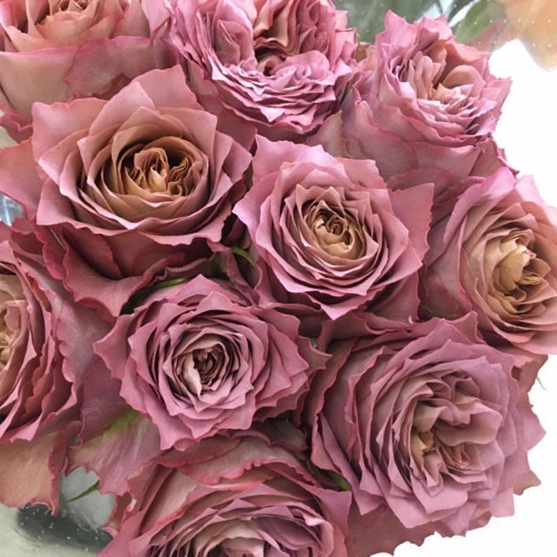Japanese Rose. Nachuru Rose. 英伦节拍. 清茶 Fragrance. Continue