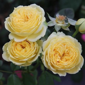 Vanilla catalinaバニラカタリナ 香草卡特琳娜 Continue Blooming.
