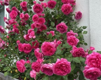 Princess Sakura. 樱花公主 Japanese Rose.continue Blooming. Disease