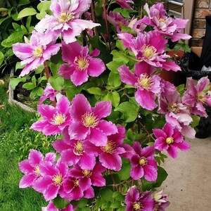 Op de afbeelding: Een close-up van een klimplant met talrijke helder roze bloemen en gele meeldraden. De bloemen zijn omgeven door weelderige groene bladeren. De afbeelding benadrukt de levendige kleuren en delicate bloemblaadjes van de plant.