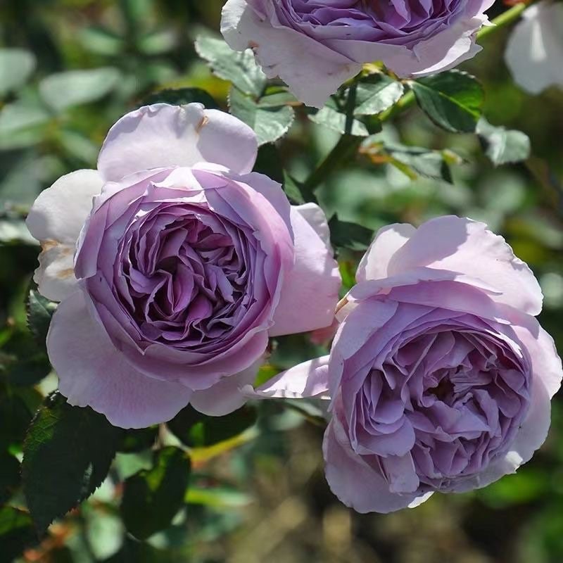 Rose Antique Watch. 古董怀表. Japanese Rose. Strong Fragrance. 60