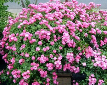 May include: A large bush of pink roses in full bloom. The roses are clustered together, creating a dense mass of pink flowers.