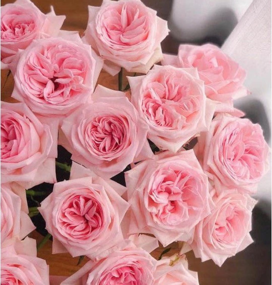 Fragrance Cut Rose. Live Plant. 粉色欧哈娜 Cut Rose Continue Blooming. Long ...
