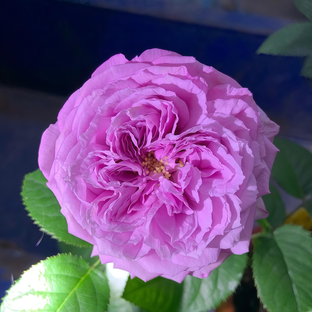 Le Ciel Bleu /blue Sky. Rose 蓝色天空 Japanese Rose. Own Root. - Etsy