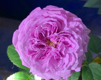 Le Ciel Bleu /blue Sky. Rose 蓝色天空 Japanese Rose. Own