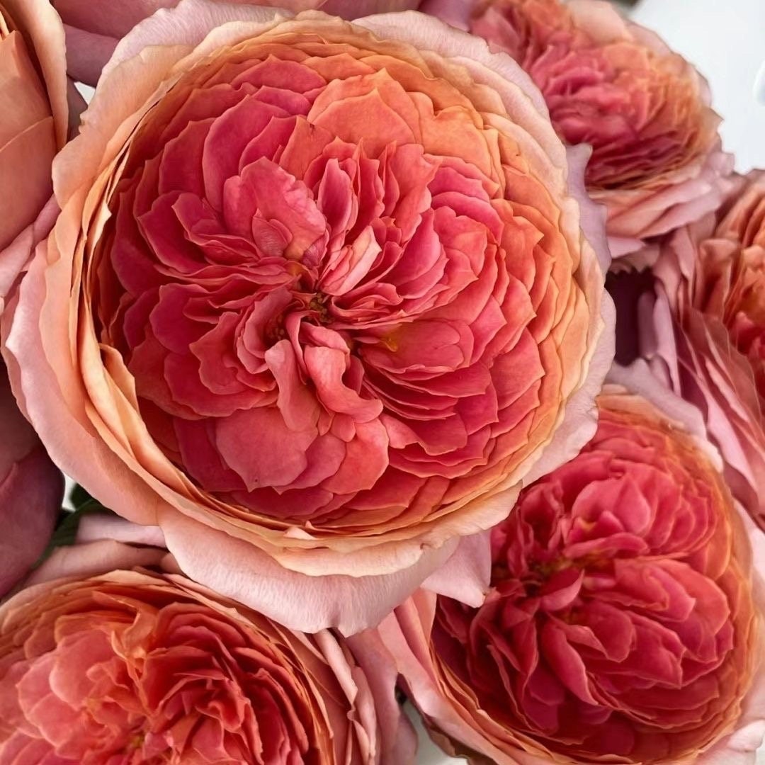 Rose Romantic Antike 浪漫古董 - Etsy