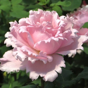 Sophie Rochas  France Rose.索菲罗莎 fragrance. Continue Blooming. Cut Rose.