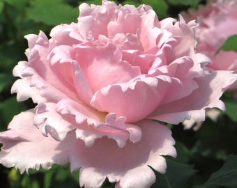 Sophie Rochas  France Rose.索菲罗莎 fragrance. Continue Blooming. Cut Rose.