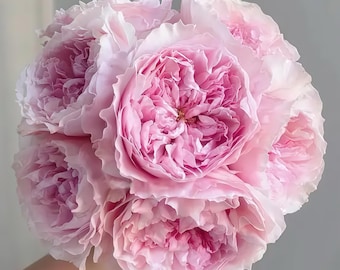 Austew. Cut rose. Live plant. Own root.