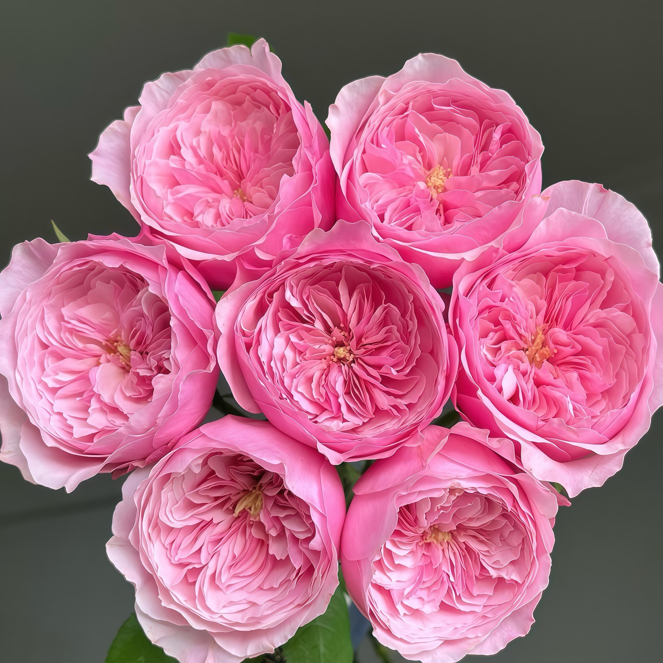 Cut Rose Pretty pink. Own root. Heat resistance.