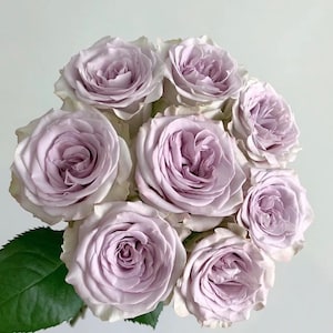 Rose Nautica /Ocean Heart 海洋之心