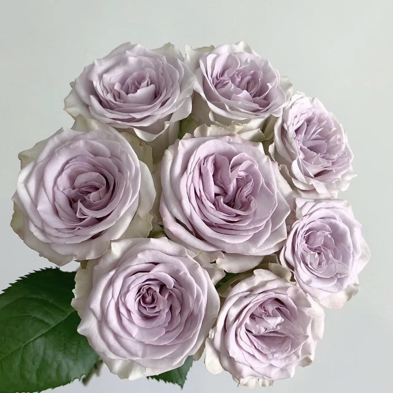 Rose Nautica /Ocean Heart 海洋之心
