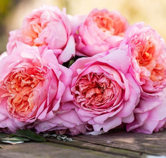 Taoran 天狼月季 桃染 New. Continue Blooming. Fragrance. Cut Rose