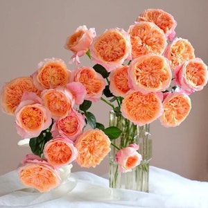 Rose Victoria's  secret. 维多利亚的秘密 small size plant