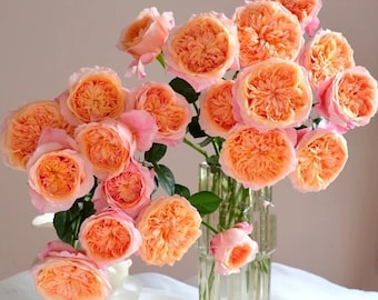 Rose Victoria's  secret. 维多利亚的秘密 small size plant