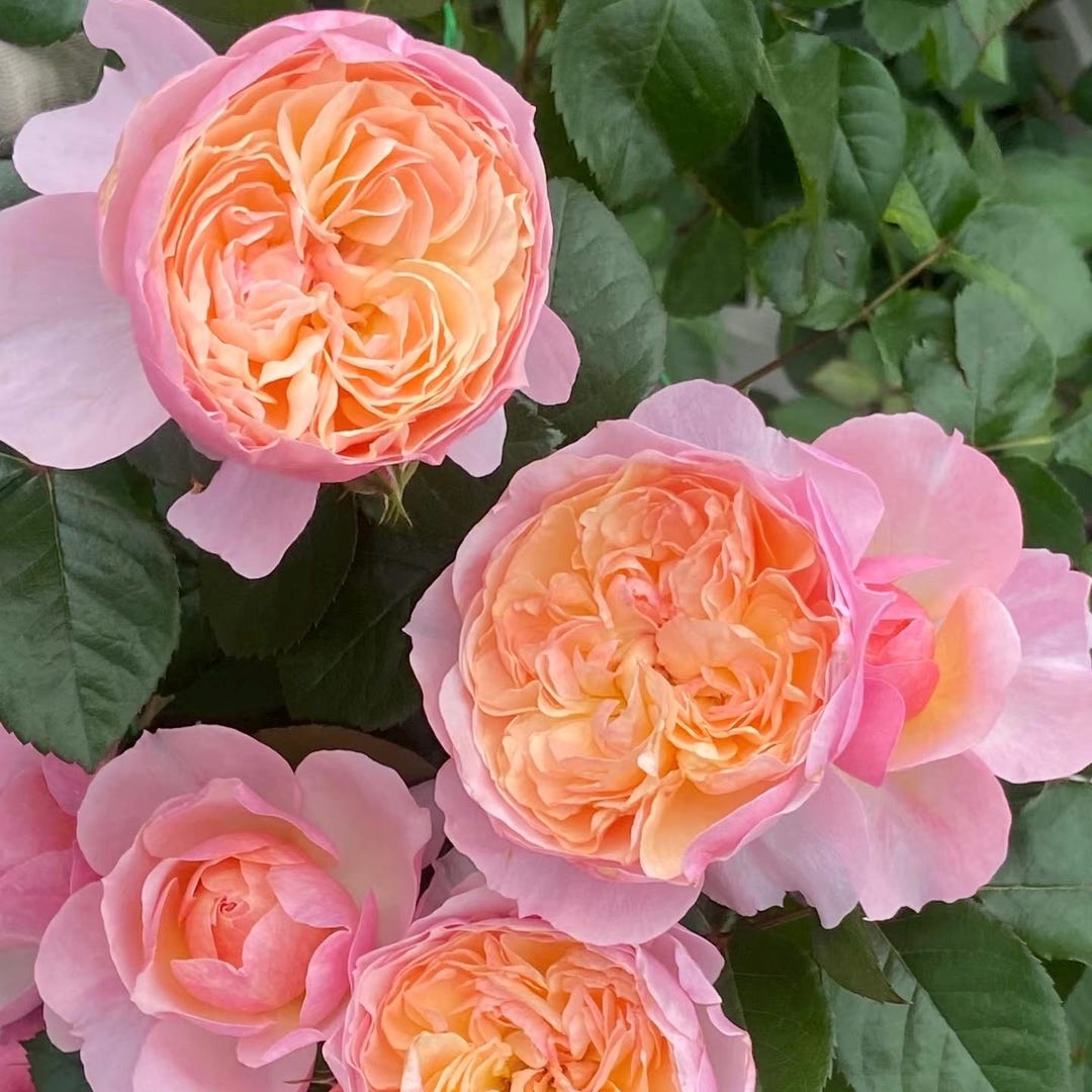 pink rose♡ il_1080xN.6572686269_36kv.jpg