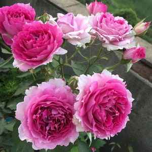 May include: A cluster of pink and white roses with ruffled petals. The roses are in various stages of bloom, with some fully open and others still in bud.