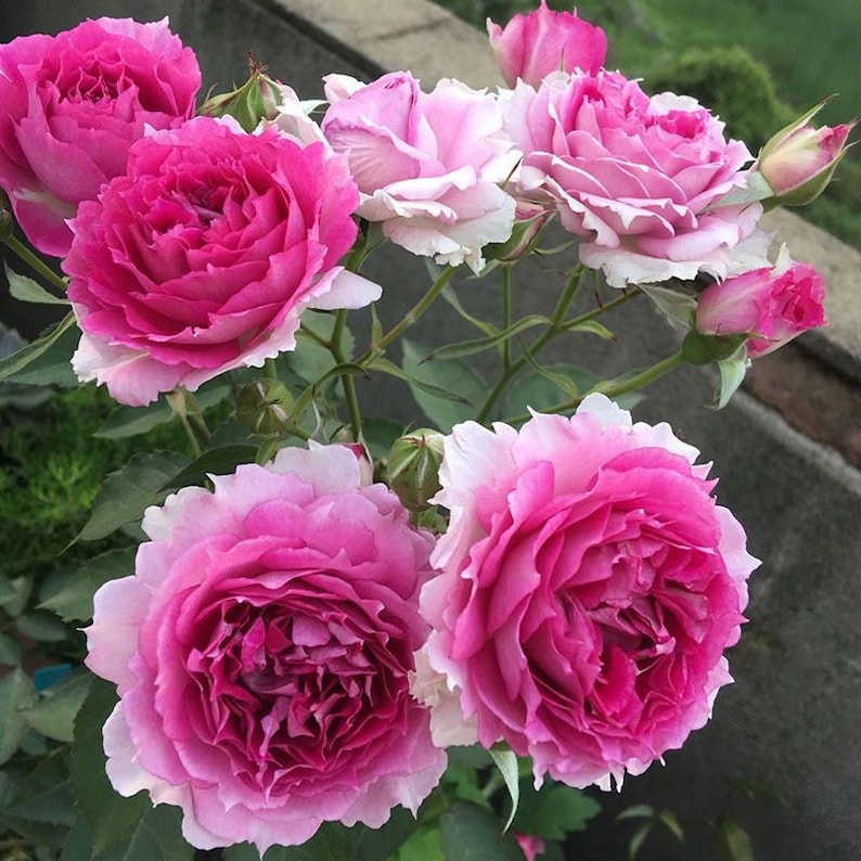May include: A cluster of pink and white roses with ruffled petals. The roses are in various stages of bloom, with some fully open and others still in bud.