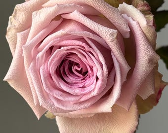 Sweet menta. 甜蜜曼塔 Pink menta