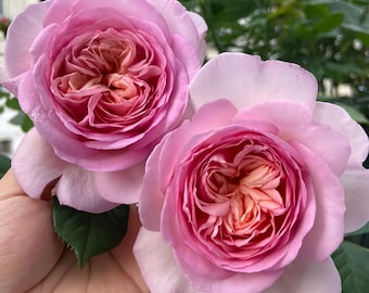 Pode incluir: Duas grandes rosas rosa totalmente floridas com um centro cor de pêssego. As pétalas são em camadas, criando uma aparência texturizada. Folhas verdes são visíveis no fundo, sugerindo um ambiente de jardim.