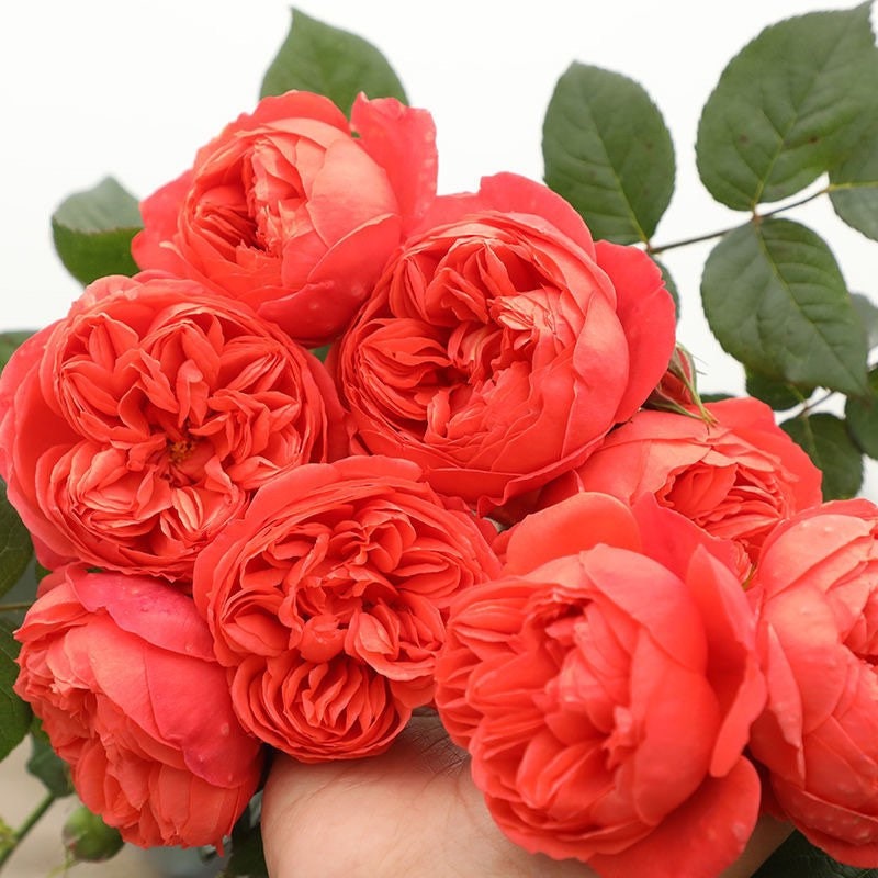 Chinese Rose.赤炎 Chiyan Heat Resistance Continue Blooming. Rare