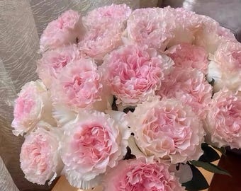 Mandela Rose.pretty Cut rose. Own root.