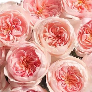 Sabrina 萨布丽娜 climbing Rose. Continue Blooming.