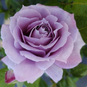 Novalis，诺瓦利斯 Fragrance. Own root. Continue Blooming. Shrub Rose. Free priority shipping.