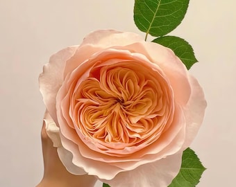 May include: A large, fully bloomed rose with soft peach-colored petals and a golden-yellow center. The rose is accompanied by green leaves, creating a natural and elegant composition. The flower is held by a hand.