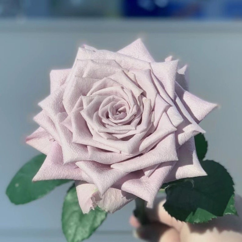 Pode incluir: Uma &uacute;nica rosa de cor p&uacute;rpura clara com um bot&atilde;o fechado. A rosa tem uma textura aveludada e est&aacute; em plena flora&ccedil;&atilde;o.