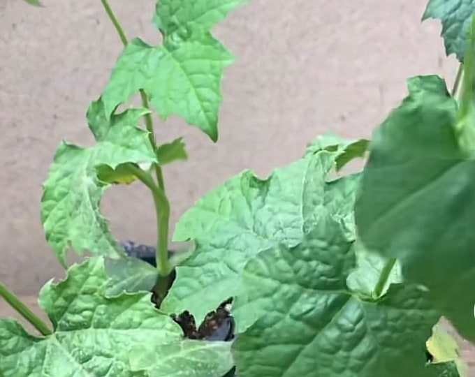 Loofah Plants for Sale Organic Loofah Plants.ready for Springplants for