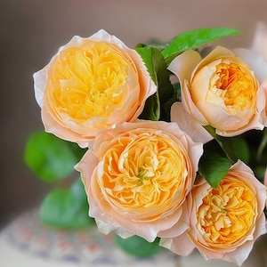 Golden vuvuzela rose. 金色珊瑚心