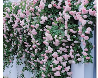 Princess Sakura. 樱花公主 Japanese Rose.continue Blooming. Disease