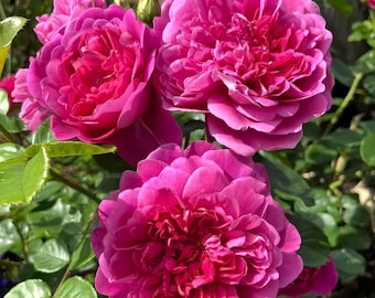 Princess Anne™ Rose (Auskitchen) – 3 Gallon Rose Plant – Bred by David Austin